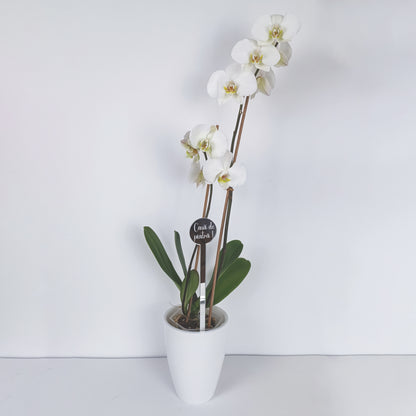 Topper Floral „Casă de Piatră”