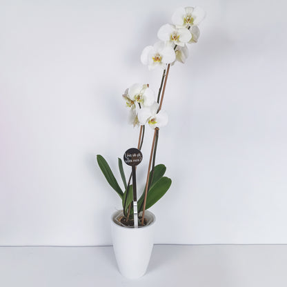 Topper Floral „Vrei să fii soția mea?”